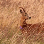 vlcsnap-2025-06-24-15h26m40s749